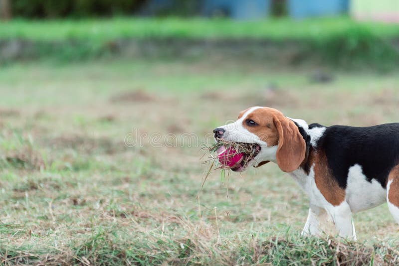 Cute puppy beagle running and playing with ball on the lawn royalty free stock image
