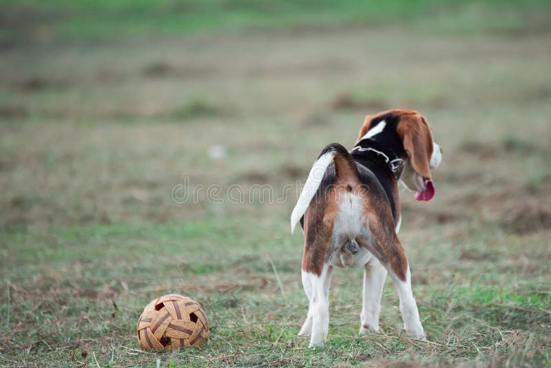 Cute puppy beagle running and playing with ball on the lawn royalty free stock image
