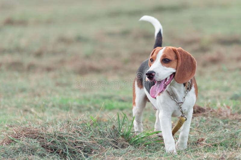 Cute puppy beagle running and playing on the lawn royalty free stock photography
