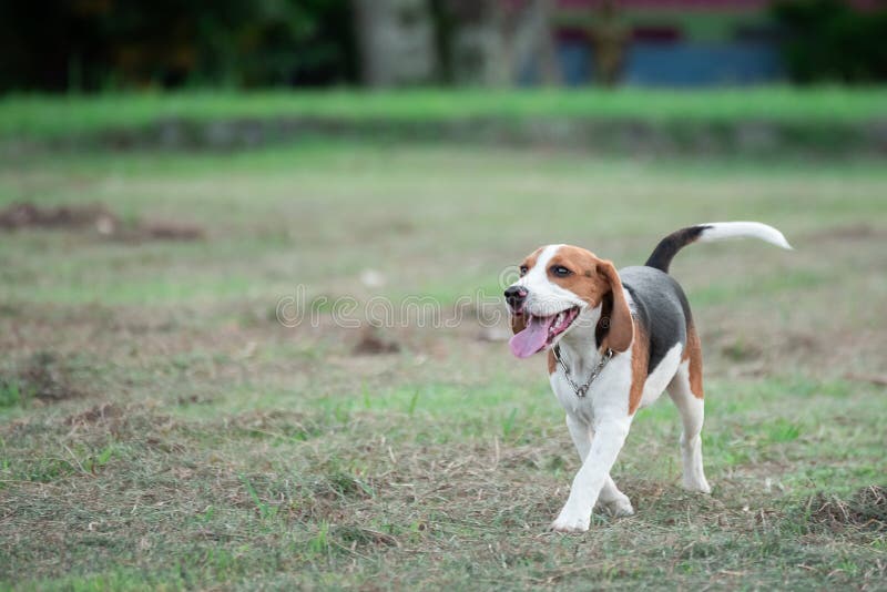 Cute puppy beagle running and playing with pink ball on the lawn stock images