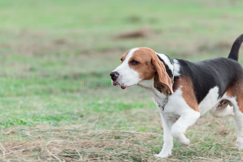 Cute puppy beagle running and playing with pink ball on the lawn stock photo