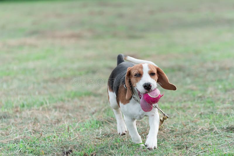 Cute puppy beagle running and playing with pink ball on the lawn royalty free stock photography