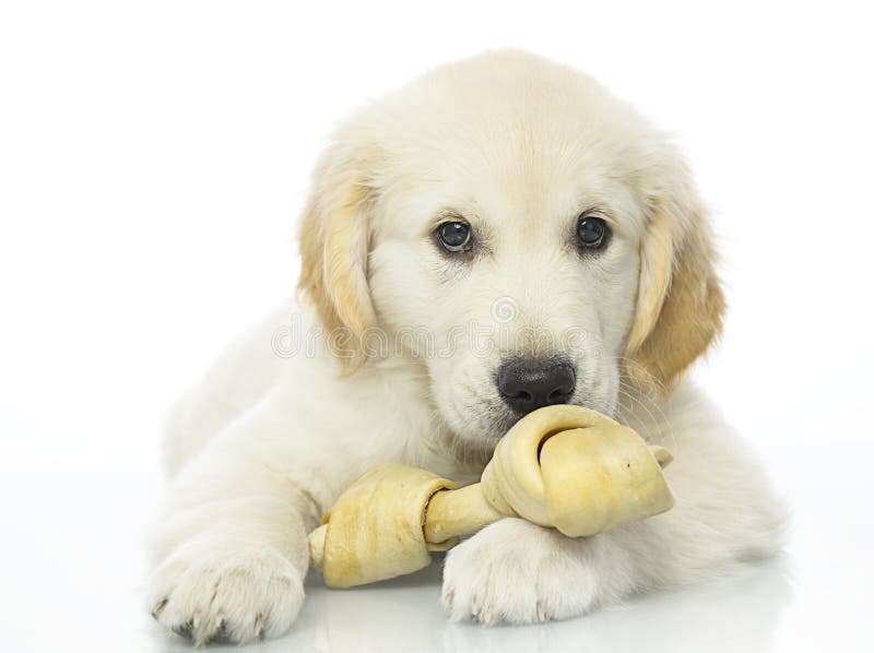Best bone for a puppy