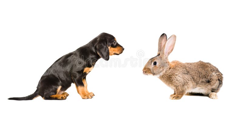 Cute puppy and rabbit