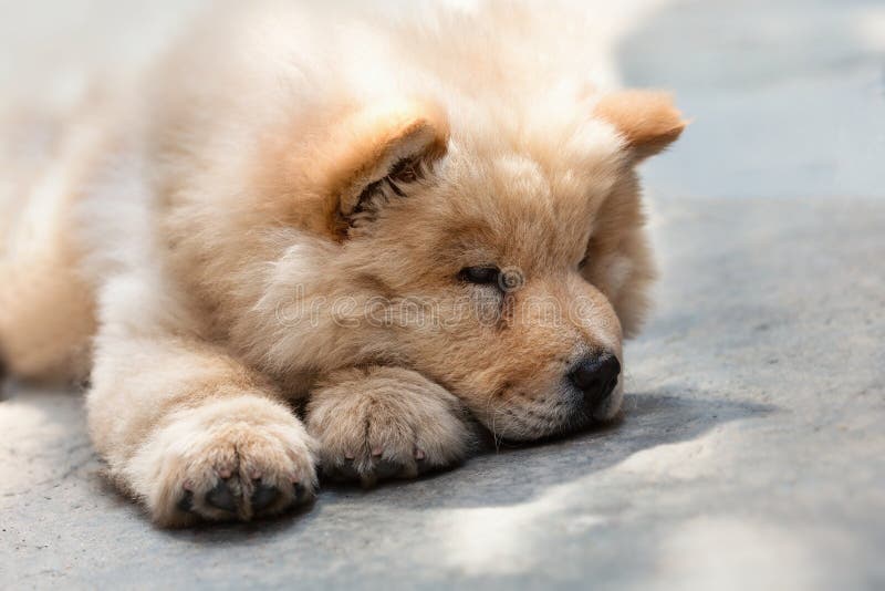 Cute puppy chow chow stock image. Image of innocent