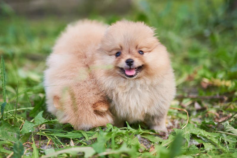 Cute Puppy Cream Pomeranian on the Street with His Tongue Hanging Out ...