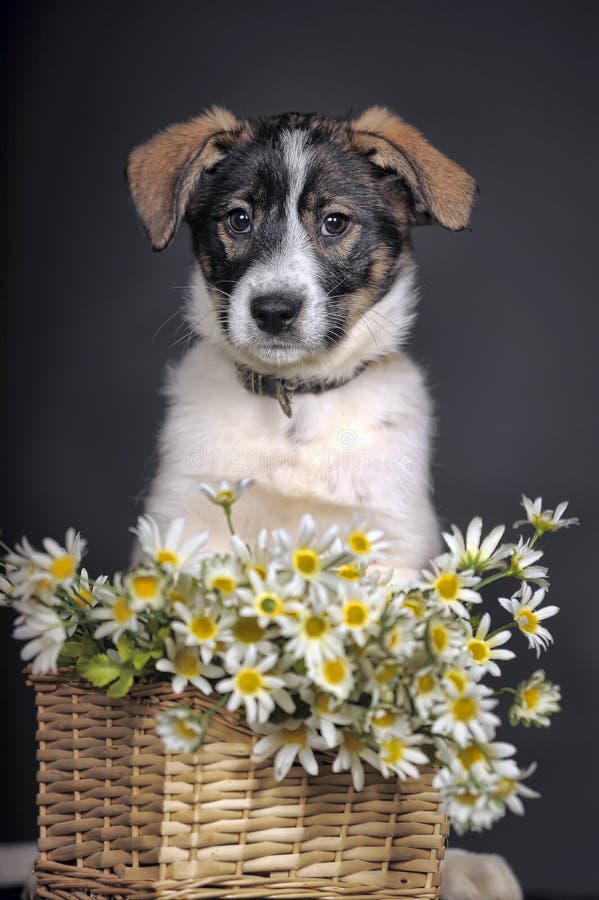 Cute puppy and daisies stock photo. Image of little, breed 38086242