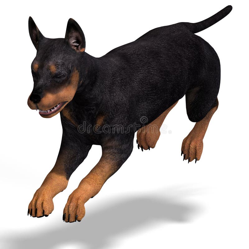 Cute puppy doberman