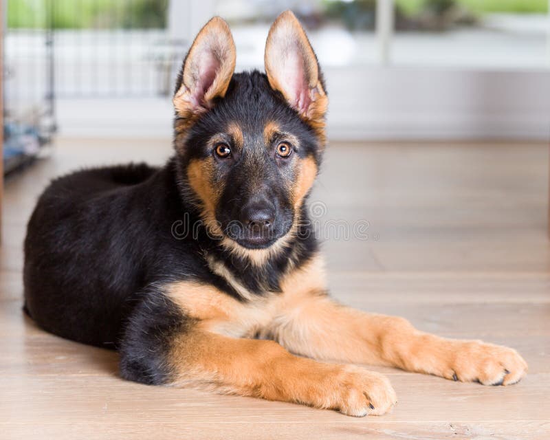 Cute puppy dog german shepherd on wooden floor