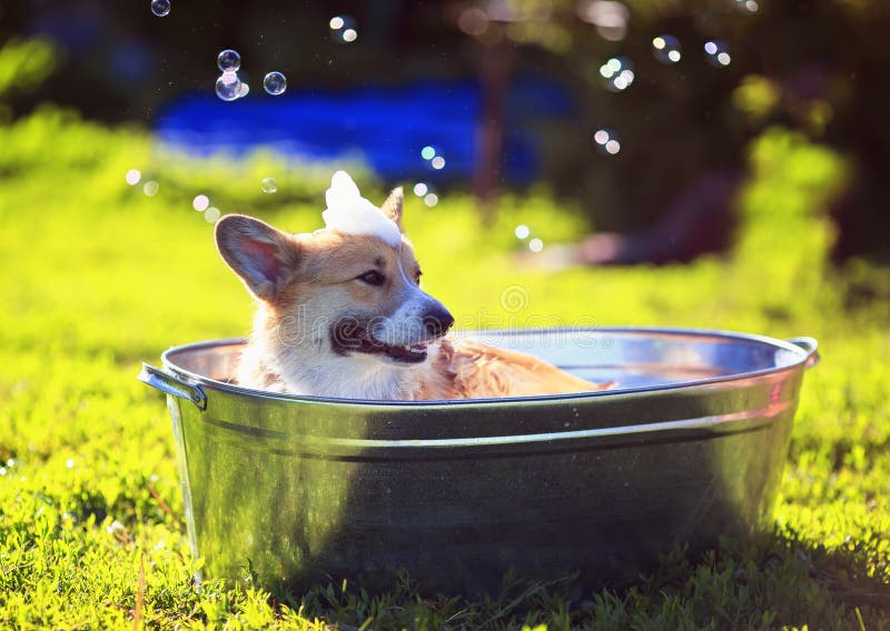 Cute Puppy Dog Red Corgi Washed in a Metal Washtub on the Street in the ...