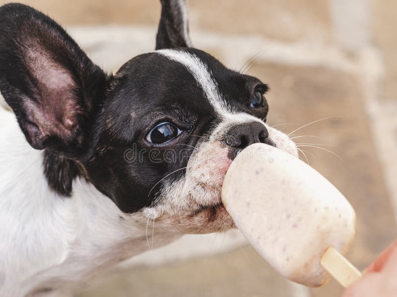 65 Dog Popsicle Stock Photos, High-Res Pictures, and Images - Getty Images