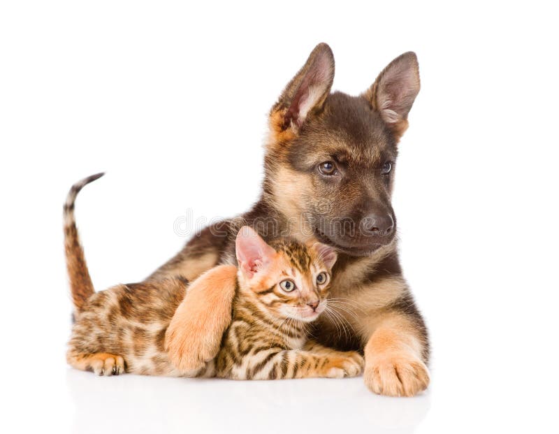 Cute puppy embracing little kitten. isolated on white background