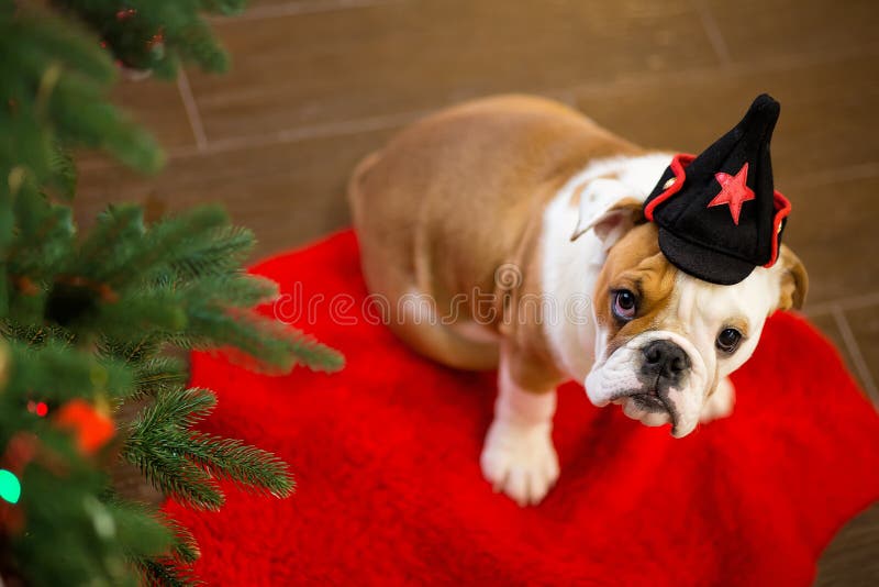 Cute puppy english bulldog with deer head cornuted on red carpet close to Christmas tree with xmas toys.