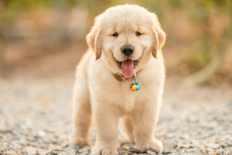 Golden retriever: Chào mừng đến với thế giới của chú chó vàng tuyệt đẹp! Với bộ lông mềm mại và ánh mắt thân thiện, giống chó này được coi là một trong những giống chó tốt nhất để nuôi. Tham gia để khám phá đời sống của giống chó này và xem những hình ảnh đáng yêu của những chú chó vàng này.