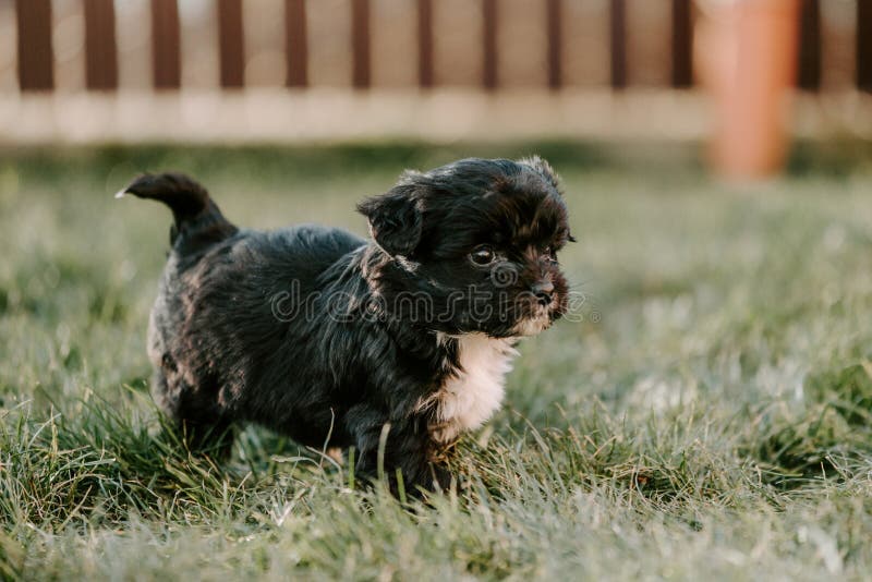 Cute Puppy in the Grass in the Garden Stock Image Image of animal, family 269610277