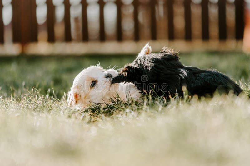 Cute Puppy in the Grass in the Garden Stock Photo Image of summer, movement 269610302