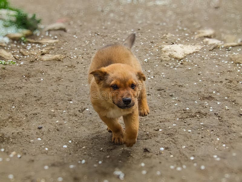 Cute puppy happily running in anticipation of hugs stock photography Cute puppy happily running in anticipation of hugs stock photography