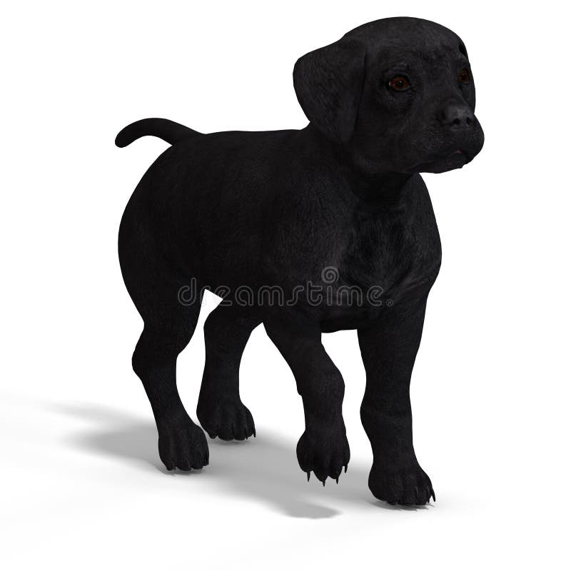 Cute puppy labrador