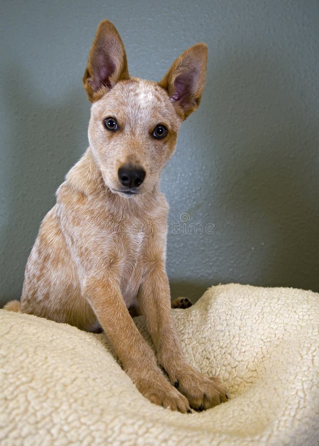 Cute Puppy with Pointed Ears Stock Photo Image of ears, large 17991346