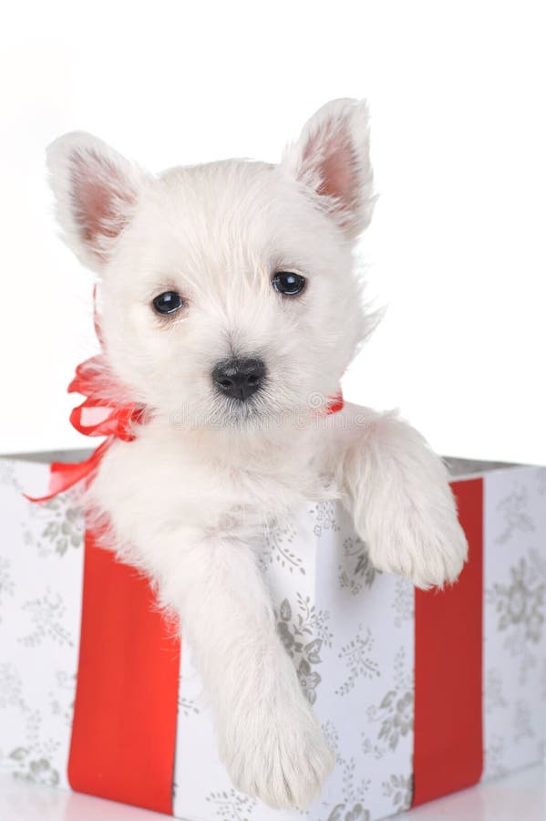 Cute puppy in present box