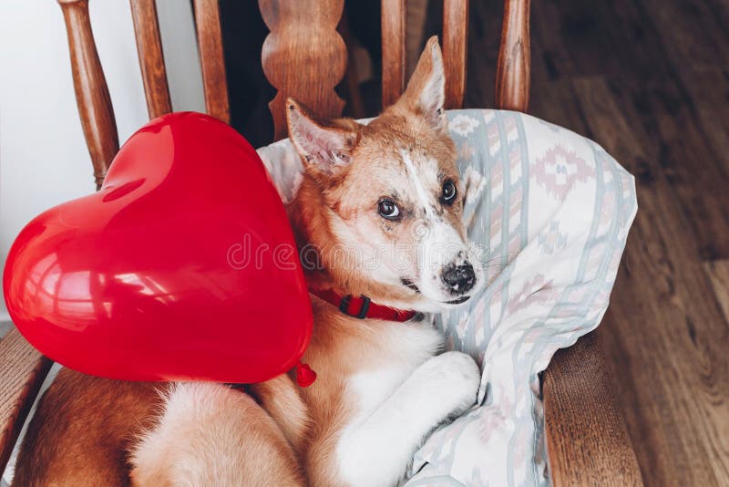 Cute puppy with red heart. happy valentine`s day concept. dog wi