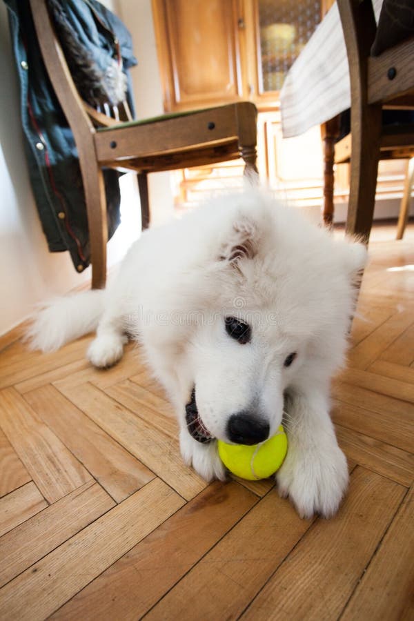 Cute puppy Samoyed indoor play with tennis ball. Playful cute puppy Samoyed indoor play with tennis ball royalty free stock photos Cute puppy Samoyed indoor play with tennis ball. Playful cute puppy Samoyed indoor play with tennis ball royalty free stock photos