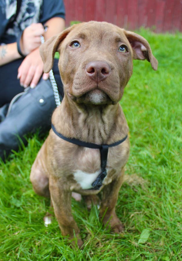 Cute puppy sat with owner royalty free stock images