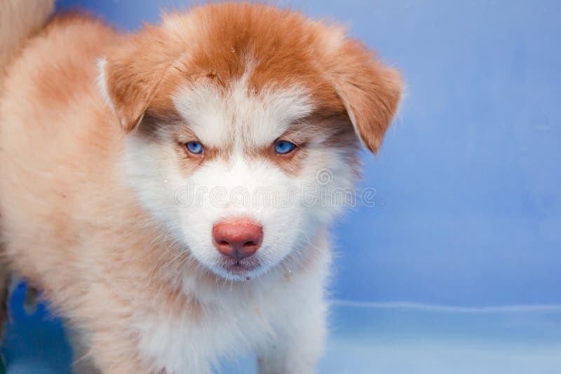 Cute puppy siberian husky.