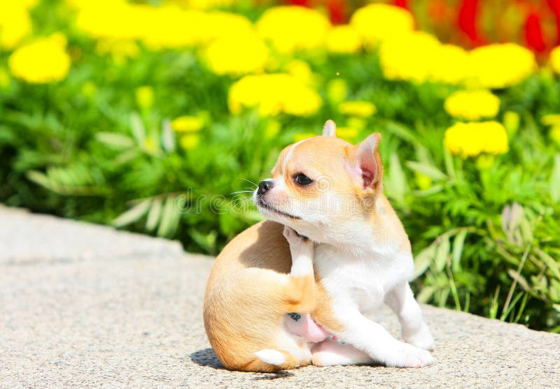 Chihuahua scratching stock image. Image of scratching ...