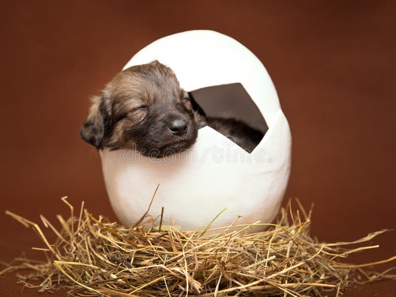 Cute puppy sleeping in the egg