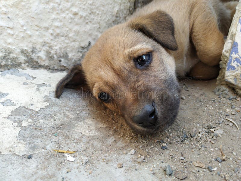 A cute puppy sleeping under a bench royalty free stock image