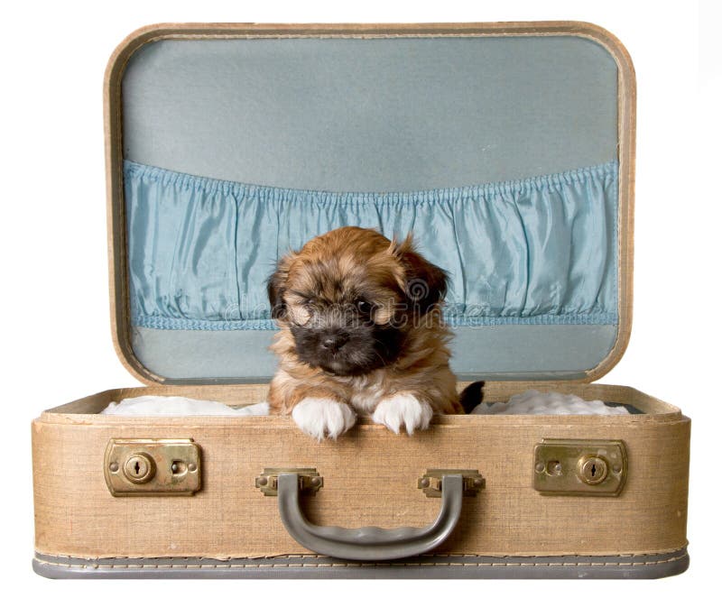 puppy suitcases