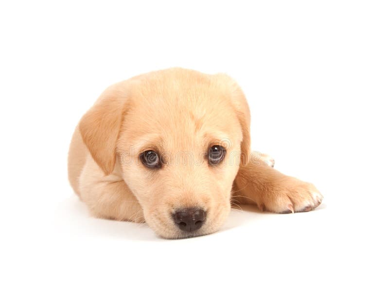 Cute Puppy on White Background Stock Photo - Image of decorations