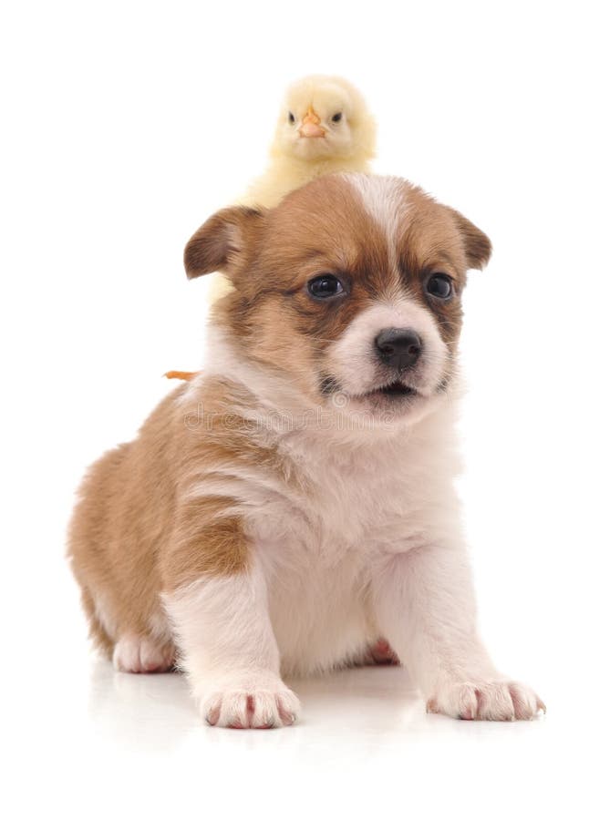 Cute puppy and yellow chicken. royalty free stock photo Cute puppy and yellow chicken. royalty free stock photo