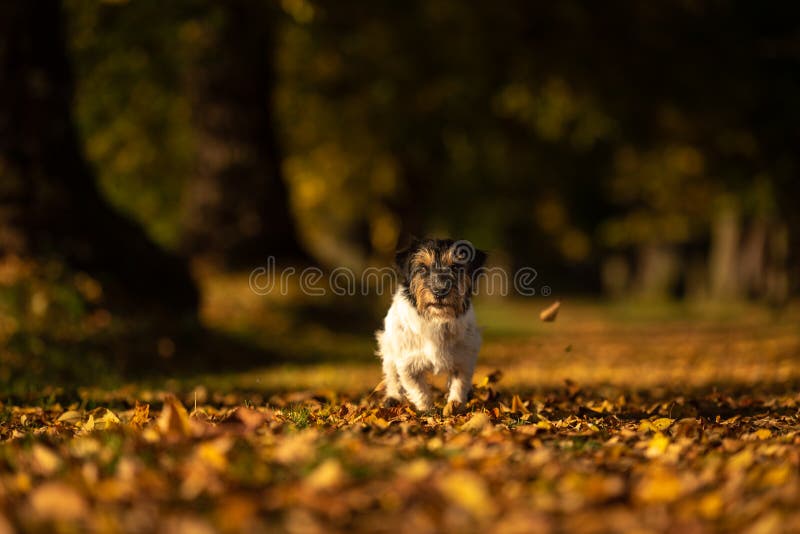 Cute Purebred Jack Russell Terrier Um cachorro fofo corre na floresta em um caminho nas folhas do outono foto de stock royalty free Cute Purebred Jack Russell Terrier Um cachorro fofo corre na floresta em um caminho nas folhas do outono foto de stock royalty free