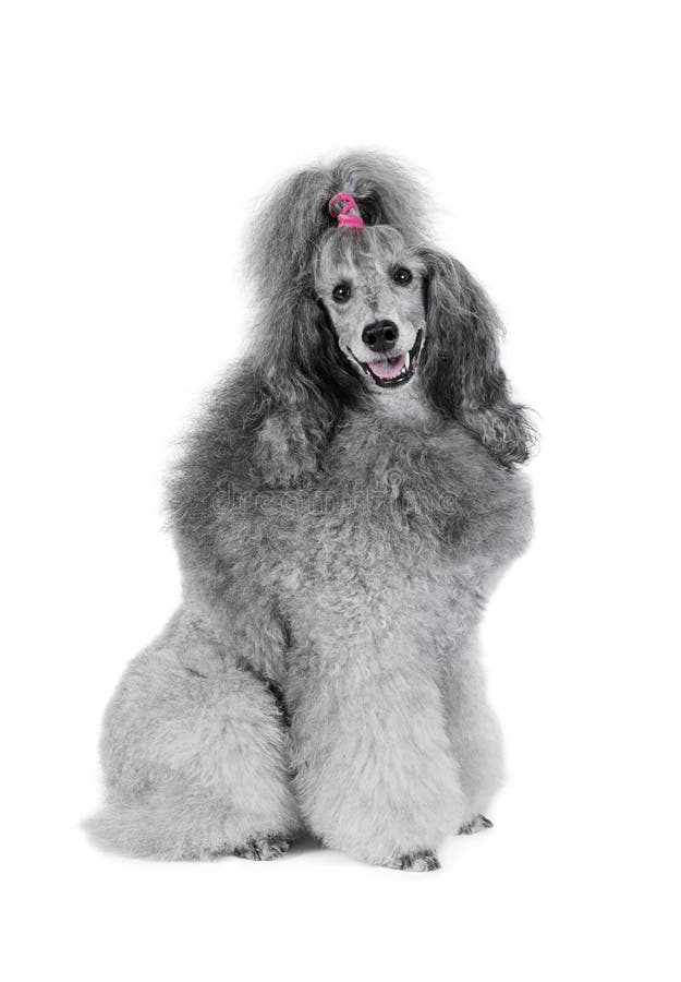 Purebred Toy Poodle Dog Standing Up on Its Hind Legs Stock Image