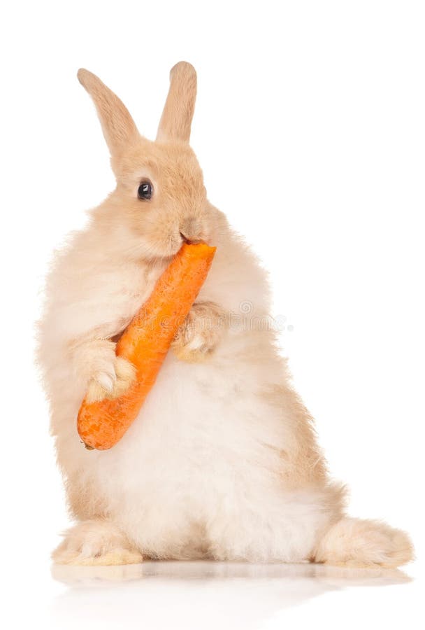 Cute Chocolate Lionhead Bunny Rabbit is Eating a Carrot Stock Photo