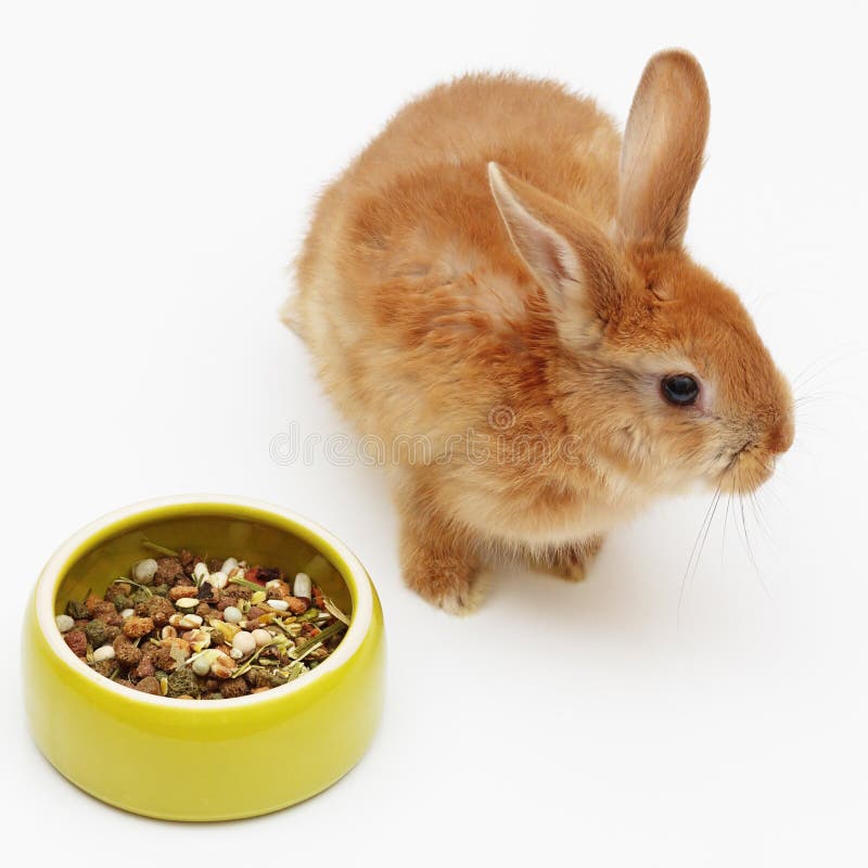 Cute Rabbit with a Bowl of Food on White Background Stock Photo Image