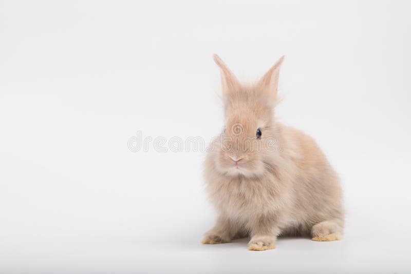 A cute rabbit with brown fluffy fur, lying on a white background. royalty free stock photography A cute rabbit with brown fluffy fur, lying on a white background. royalty free stock photography