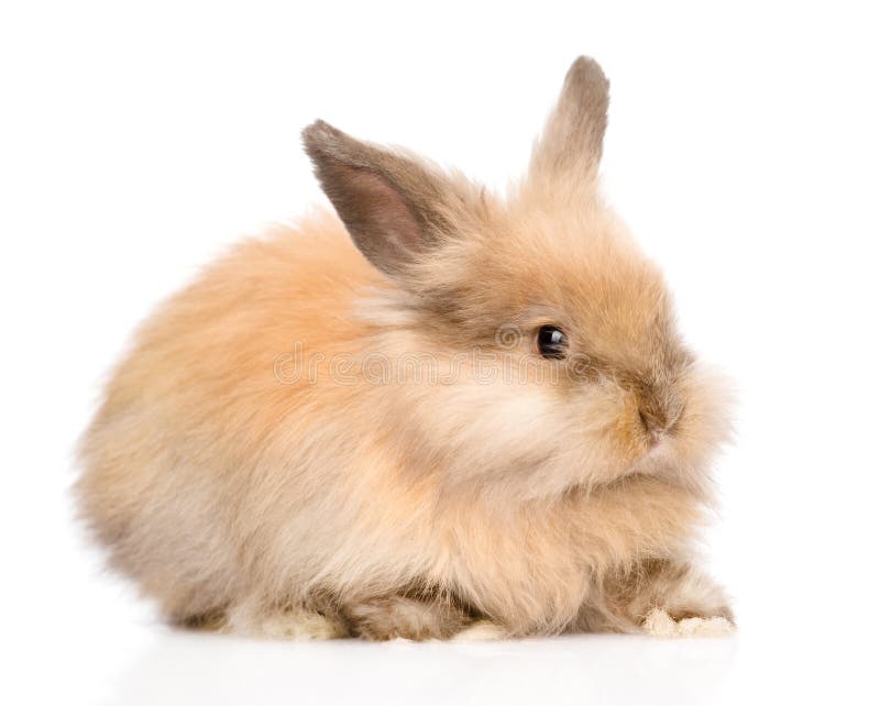 Cute rabbit in profile. isolated on white background. Single mini stock images, royalty-free photos and pictures