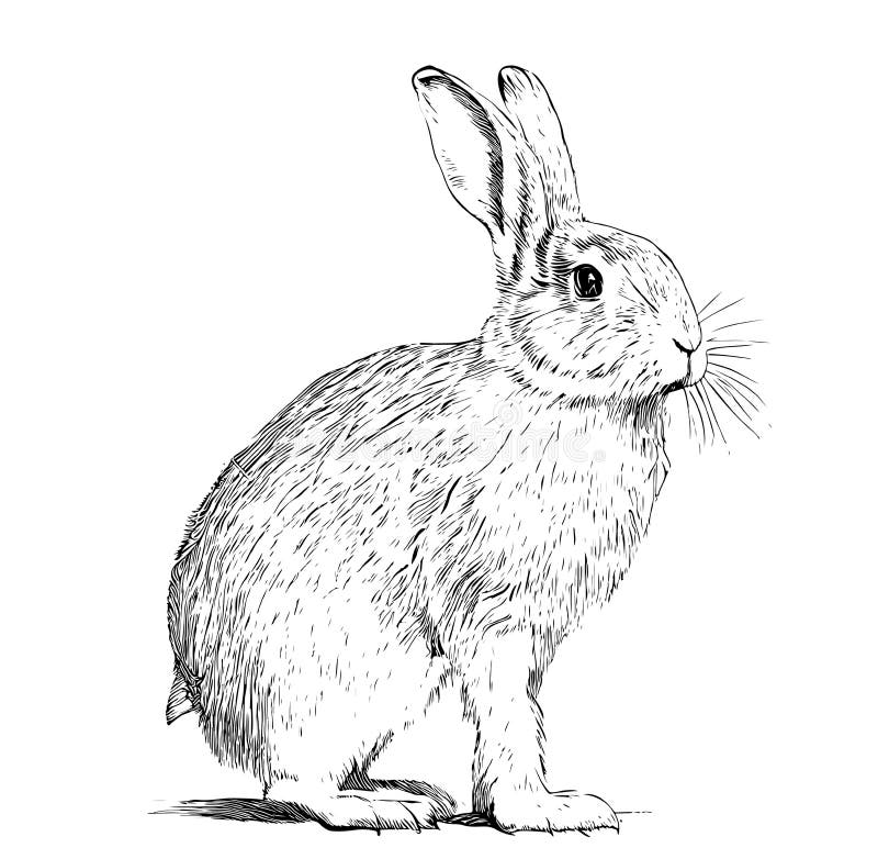Share more than 73 white rabbit sketch latest in.eteachers
