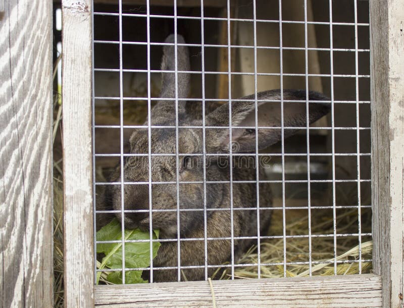 Cute Rabbits Sitting in a Cage and Eats Grass Stock Image Image of