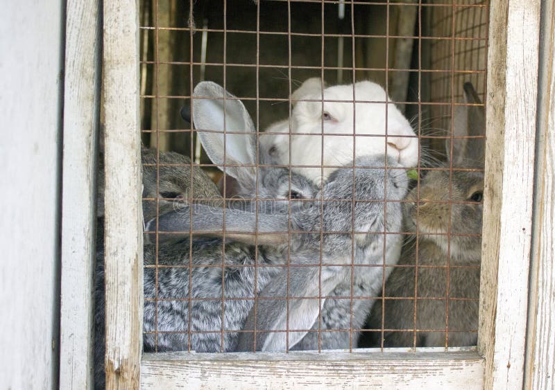 Cute Rabbits Sitting in a Cage and Eats Grass Stock Image Image of