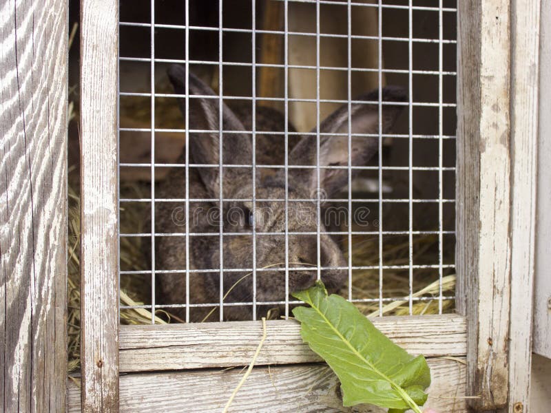 Cute Rabbits Sitting in a Cage and Eats Grass Stock Photo Image of
