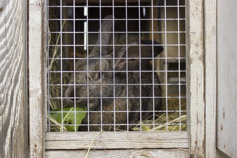 Cute Rabbits Sitting in a Cage and Eats Grass Stock Photo Image of