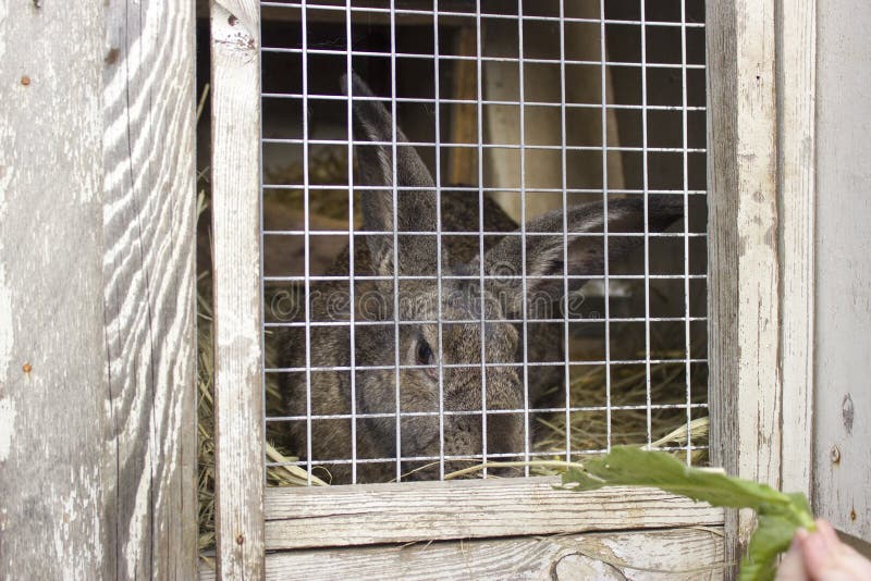 Cute Rabbits Sitting in a Cage and Eats Grass Stock Image Image of