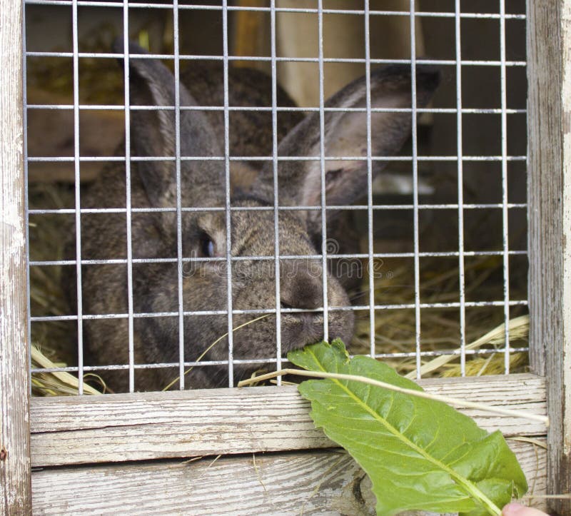 Cute Rabbits Sitting in a Cage and Eats Grass Stock Photo Image of