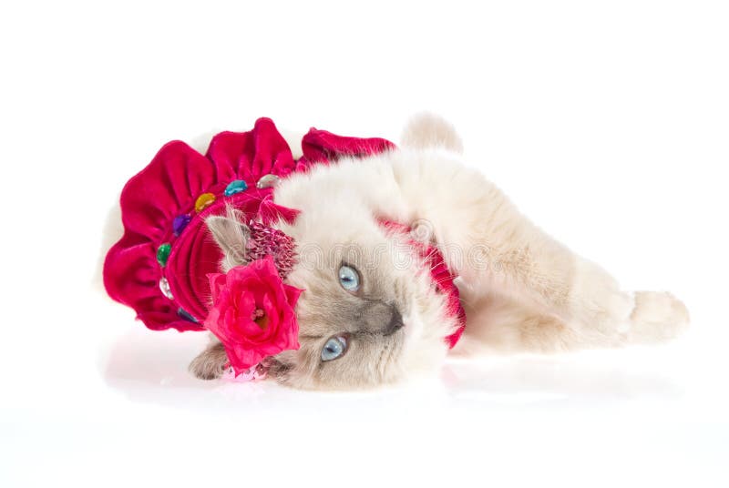 Cute Ragdoll Cat Wearing Pink Frilly Dress Royalty Free Stock Image