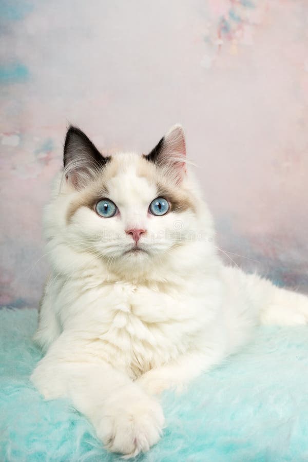 Cute ragdoll kitten in flowery background