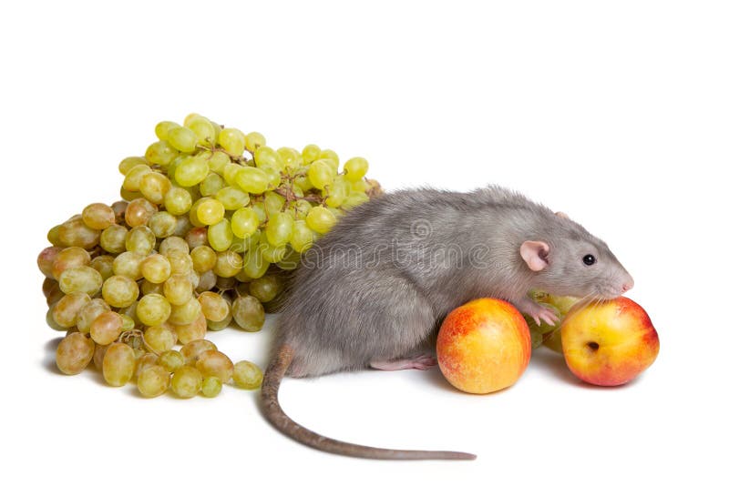 Cute Rat Dumbo on a White Isolated Background Eats Grapes. Harvest Fruit  Stock Image - Image of muzzle, animals: 158650827
